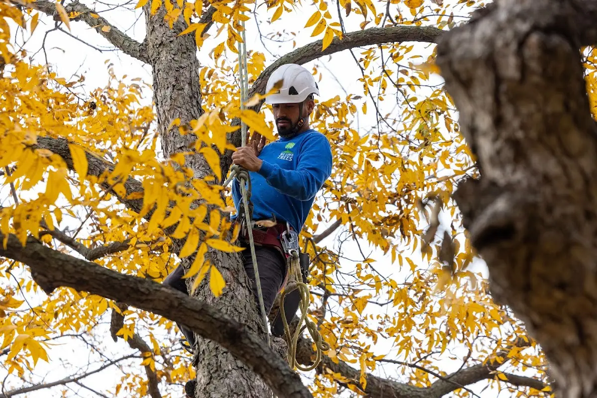 Skilled Tree Planting crew working in Perryville