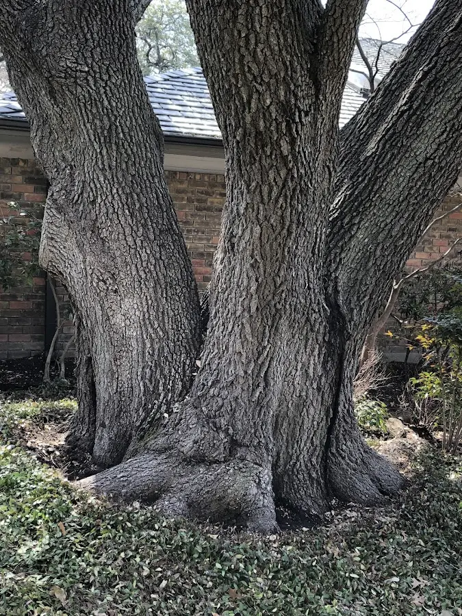 Mature heritage tree close to a Perryville property cared for by certified arborists